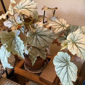 Angel Wing Begonia plant photo by Leigh named Bee on Greg, the plant care app.