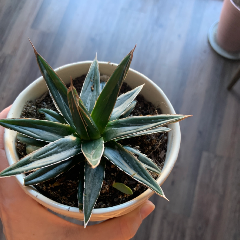 Potted Thorn-Crested Century Plant with pointed leaves, held by a hand.