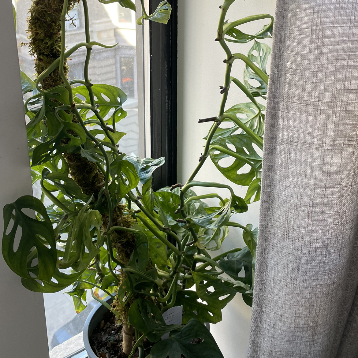 Swiss Cheese Vine plant photo by @lividjellyfish named Kathy on Greg, the plant care app.