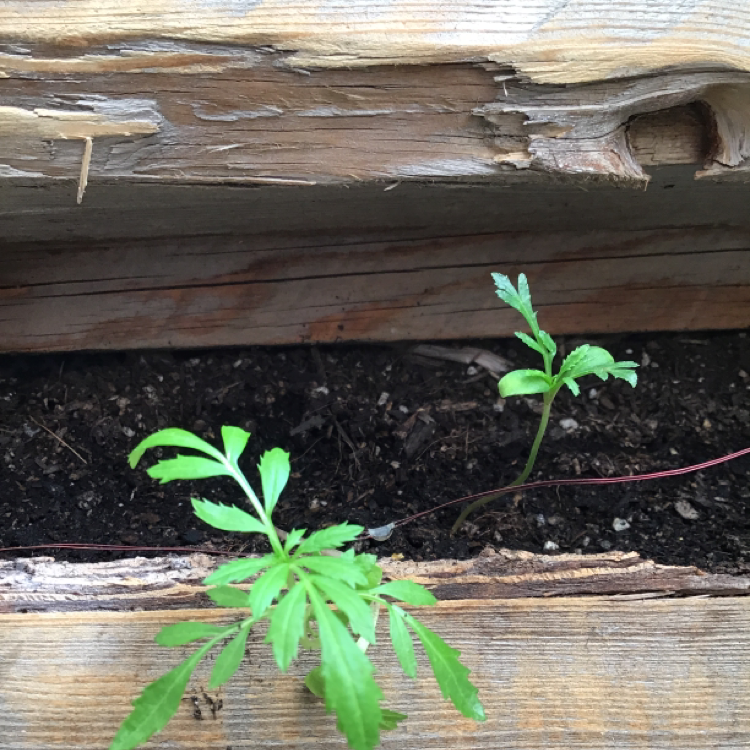 Two young African Marigold plants growing in a wooden planter with visible soil.