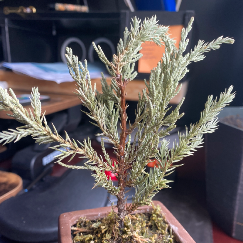Photo of the plant species Mediterranean Cypress by @FunRedflax named Robert Plant on Greg, the plant care app