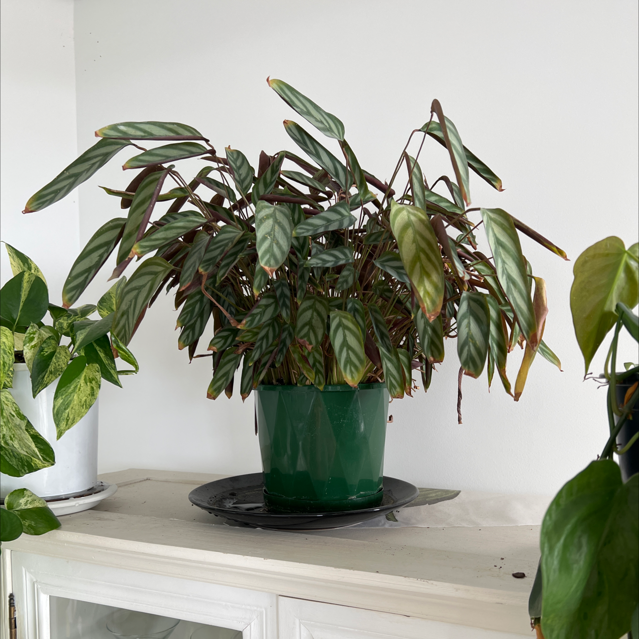 Photo of the plant species Never Never Plant by @Mel_Sydney named Calathea on Greg, the plant care app