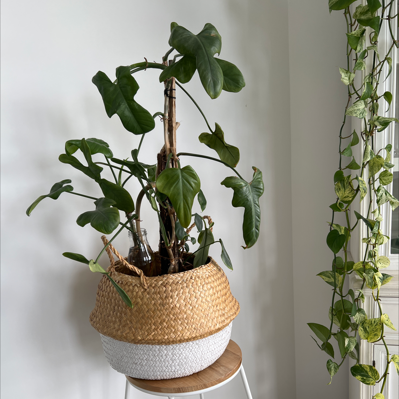 Horsehead Philodendron in a woven basket on a stool, with another plant in the background.