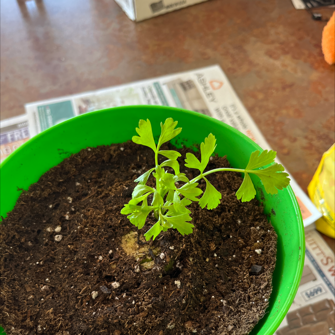 Leaf Celery plant in a green pot with visible soil, healthy green leaves.