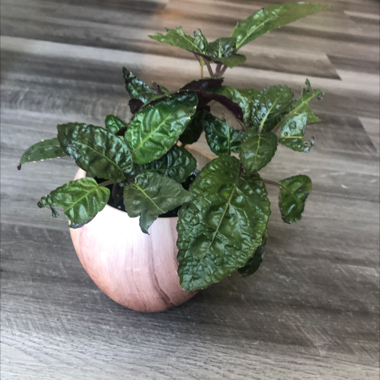 Photo of the plant species Waffle Plant by @PersistentMiro named Penelope on Greg, the plant care app