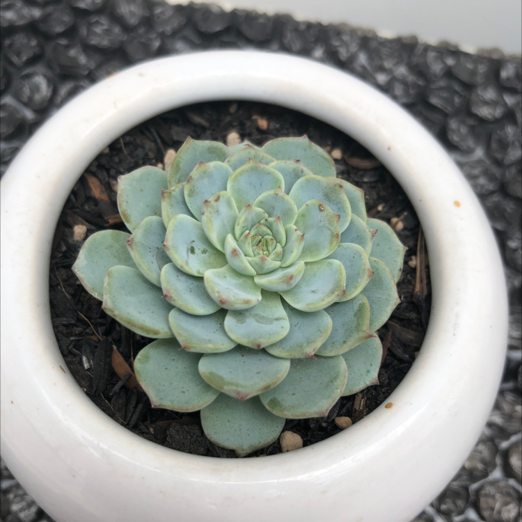 Miniature Echeveria plant in a white pot, healthy and well-centered.