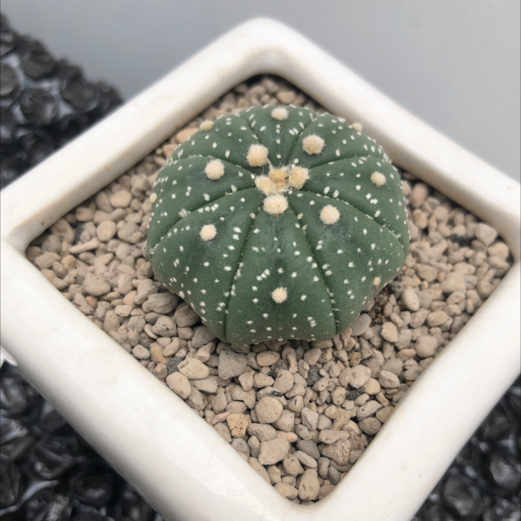 Astrophytum asterias 'Kabuto' plant photo by @ddevidea named astroworld on Greg, the plant care app.