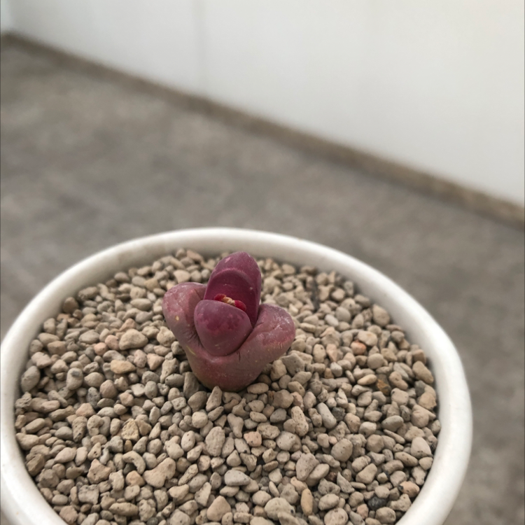 A healthy Rubra Lithops succulent in a pot with gravel.