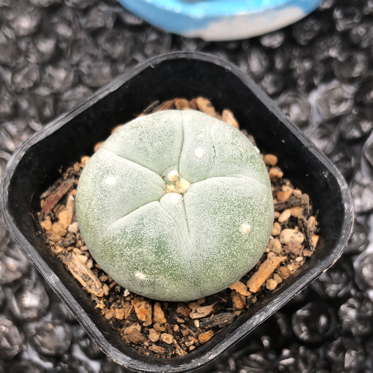 A healthy Peyote plant (Lophophora williamsii) in a small pot with visible soil.