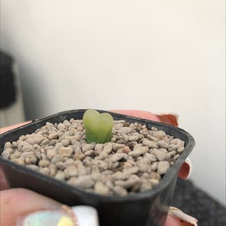 Conophytum Maughanii plant in Somewhere on Earth