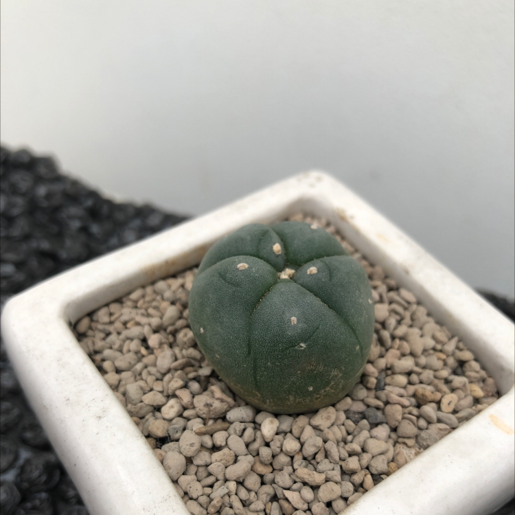 A healthy Peyote cactus in a white pot filled with pebbles.