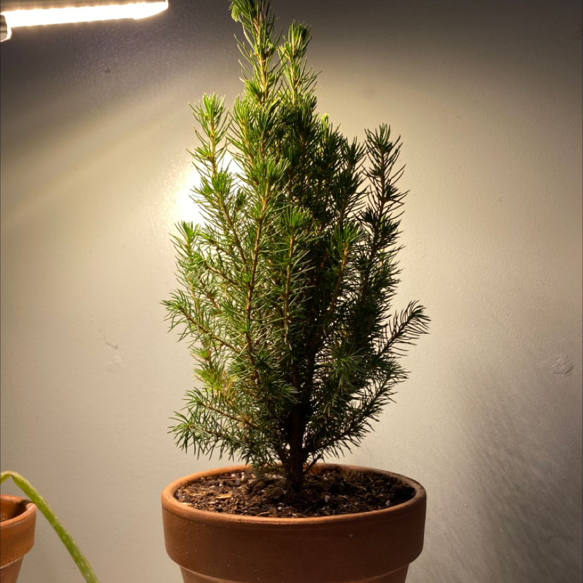 Dwarf Alberta Spruce in a terracotta pot with visible soil, well-framed and healthy.