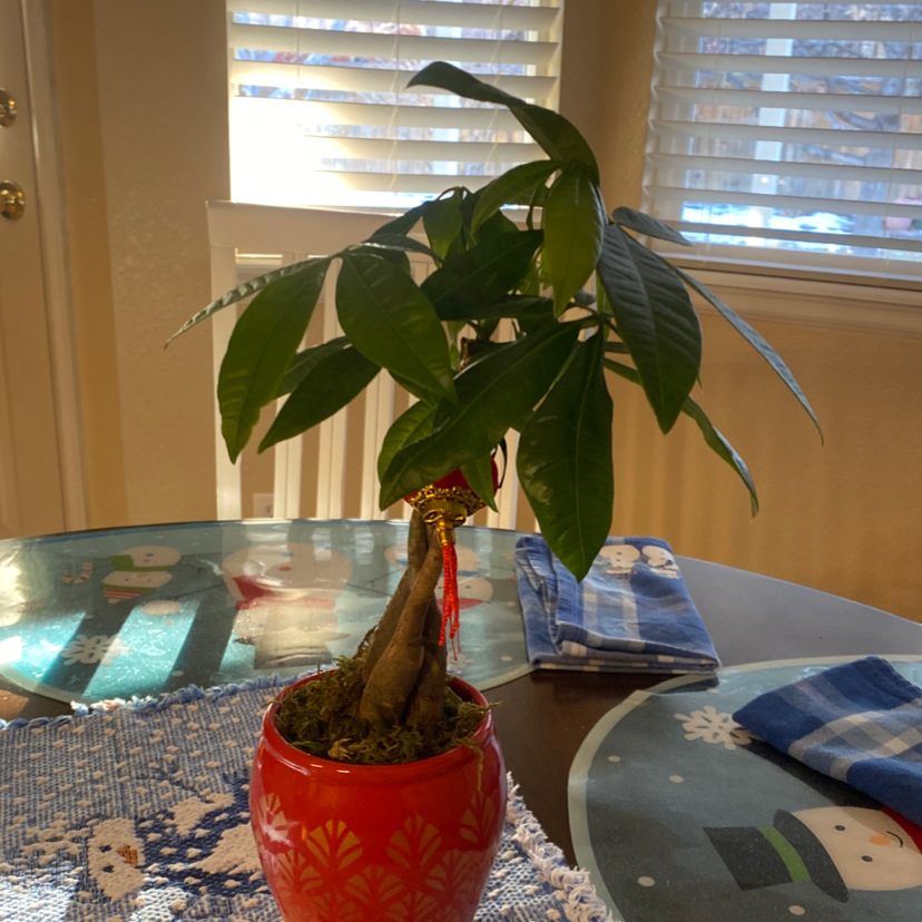 Money Tree plant photo by @OriginalRedcap named Leonardo on Greg, the plant care app.