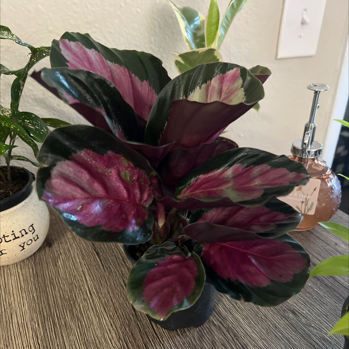 Calathea Rosy plant with vibrant pink and green leaves, well-framed and in focus.