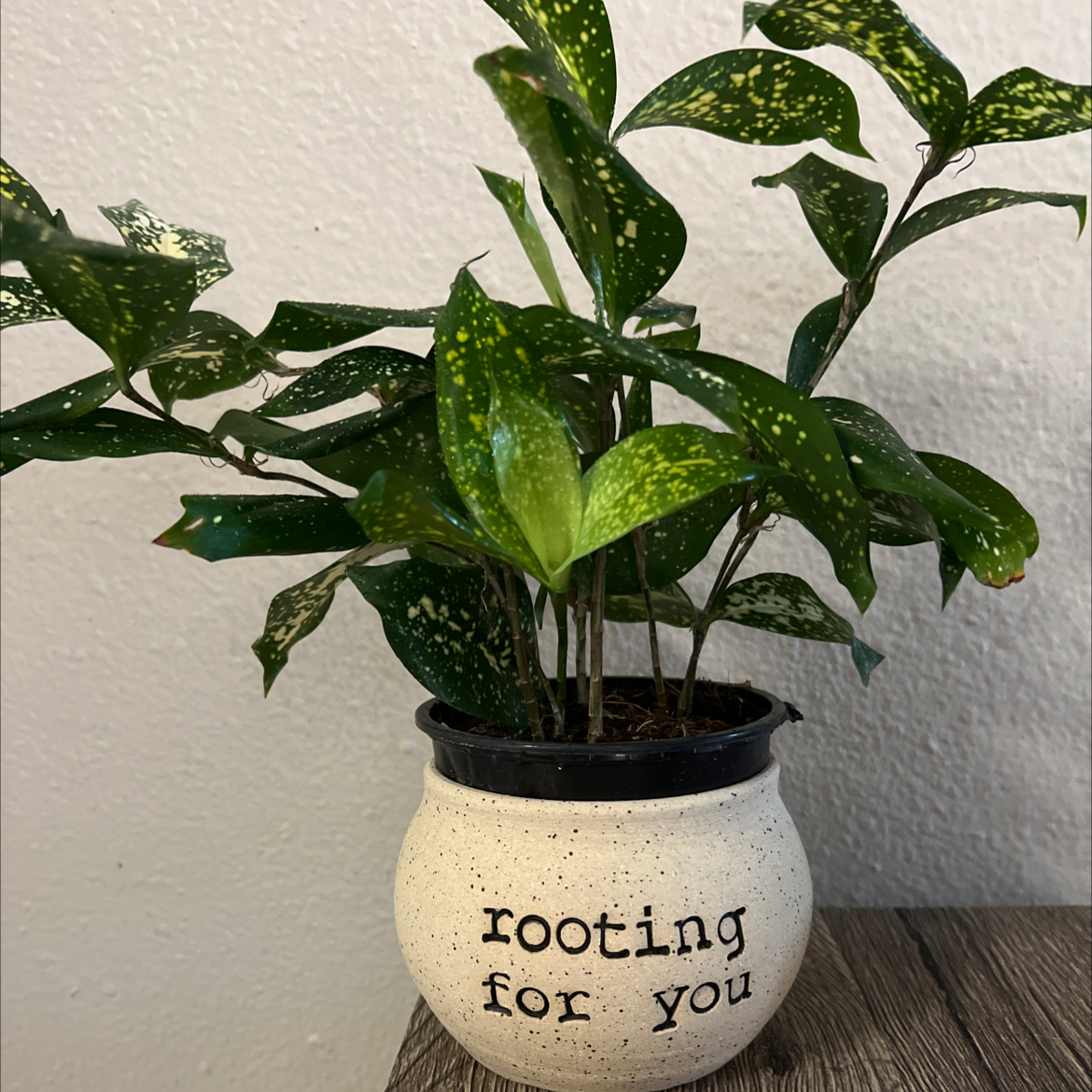 Dracaena 'Florida Beauty' plant in a pot with the text 'rooting for you'.