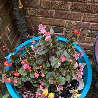 Clubed Begonia plant in Memphis, Tennessee