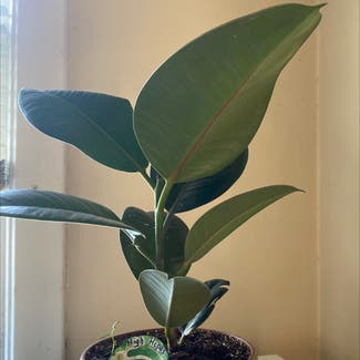 Rubber Plant plant in Memphis, Tennessee