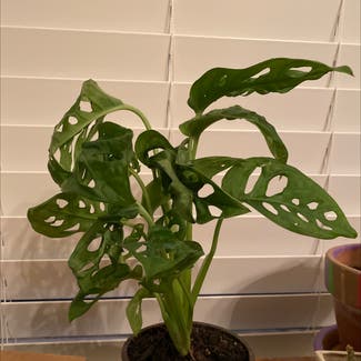 Window Leaf plant in Memphis, Tennessee
