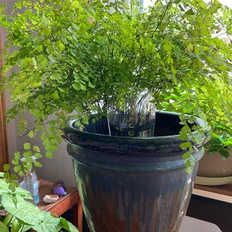 Pacific Maidenhair Fern plant in Memphis, Tennessee