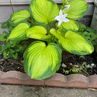 Plantain Lily plant in Memphis, Tennessee