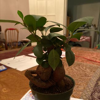 Ficus Ginseng plant in Memphis, Tennessee