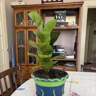 Fiddle Leaf Fig plant in Memphis, Tennessee