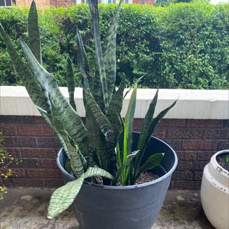 Snake Plant plant in Memphis, Tennessee