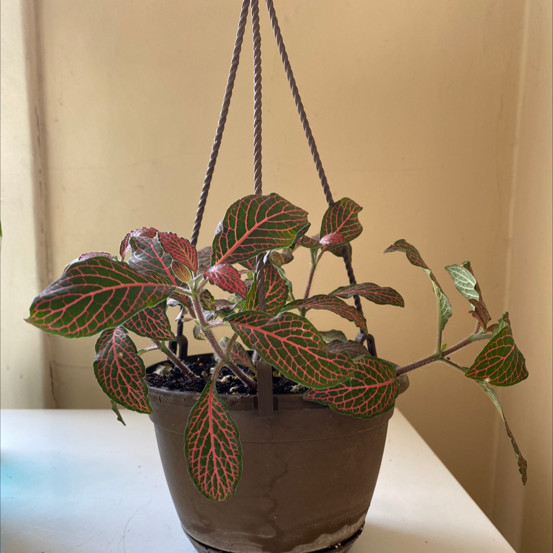 Nerve Plant plant photo by @BossChayote named Fritta on Greg, the plant care app.