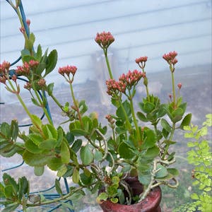 Florist Kalanchoe plant photo by Bosschayote named It’s A Wonderful Life on Greg, the plant care app.