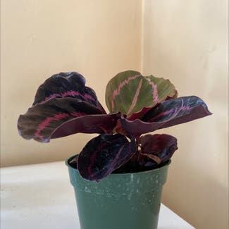 Rose Calathea plant in Memphis, Tennessee