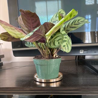calathea plant in Memphis, Tennessee