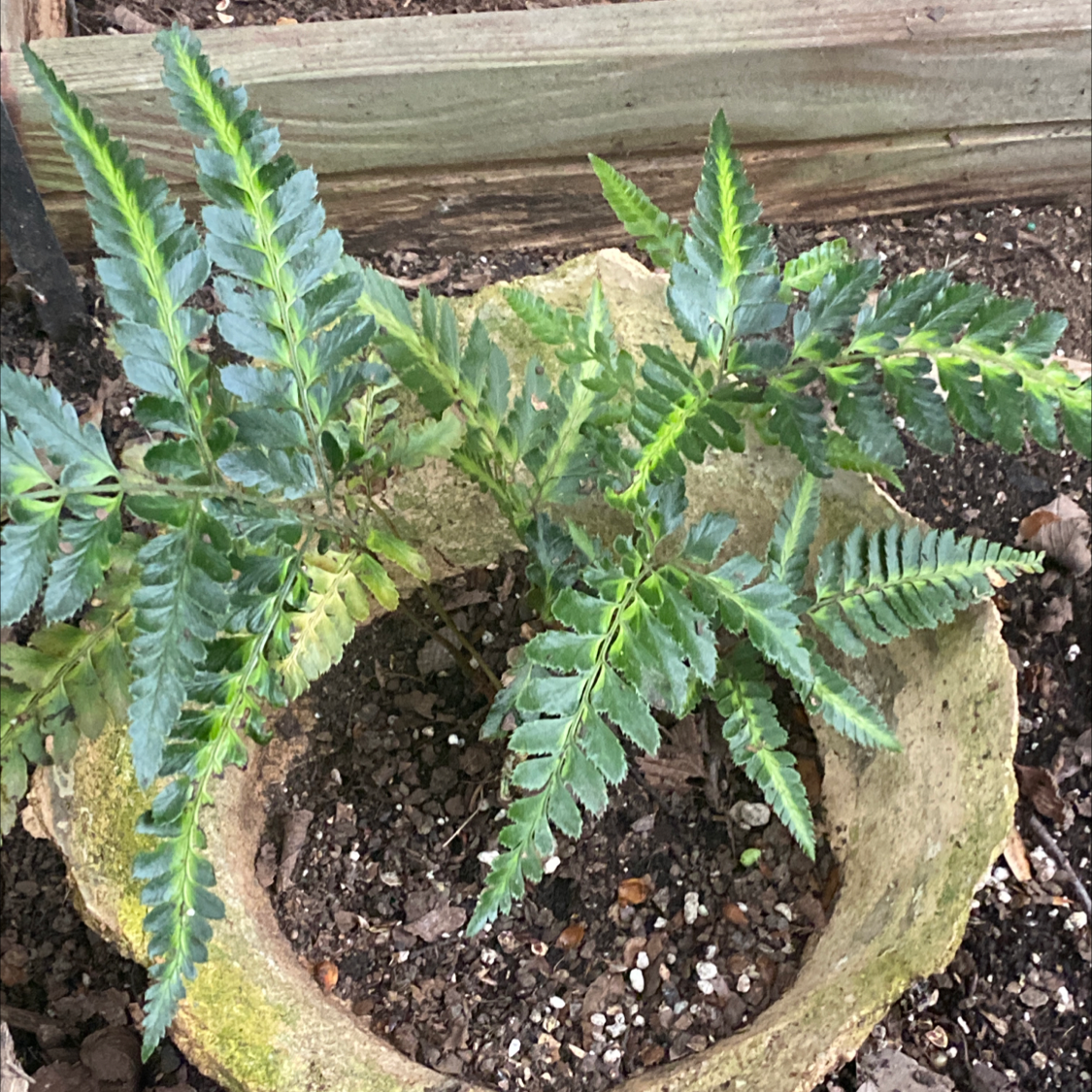Photo of the plant species Northern Hollyfern by @BossChayote named Be on Greg, the plant care app