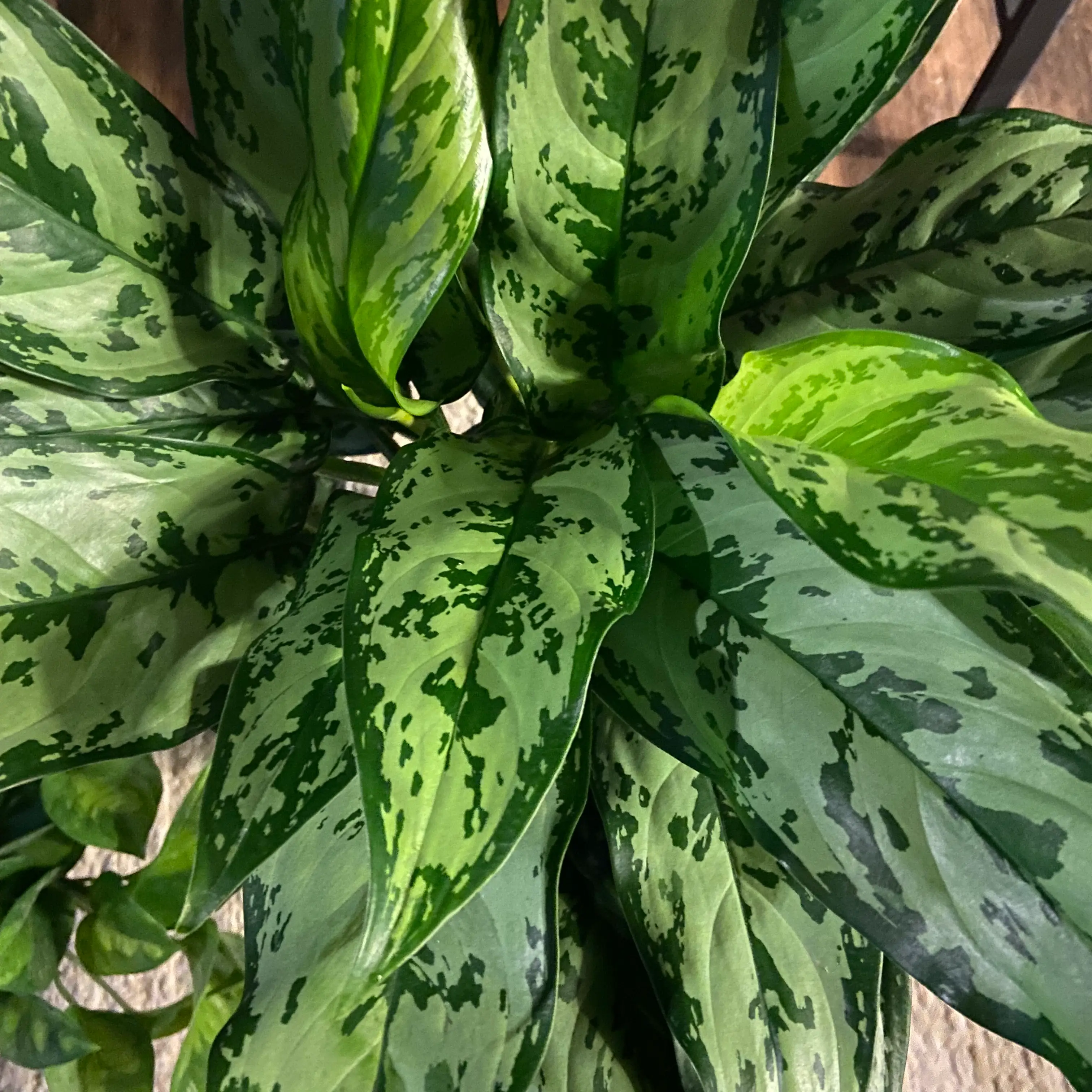 Healthy Aglaonema 'Tigress' plant with vibrant green patterned leaves.