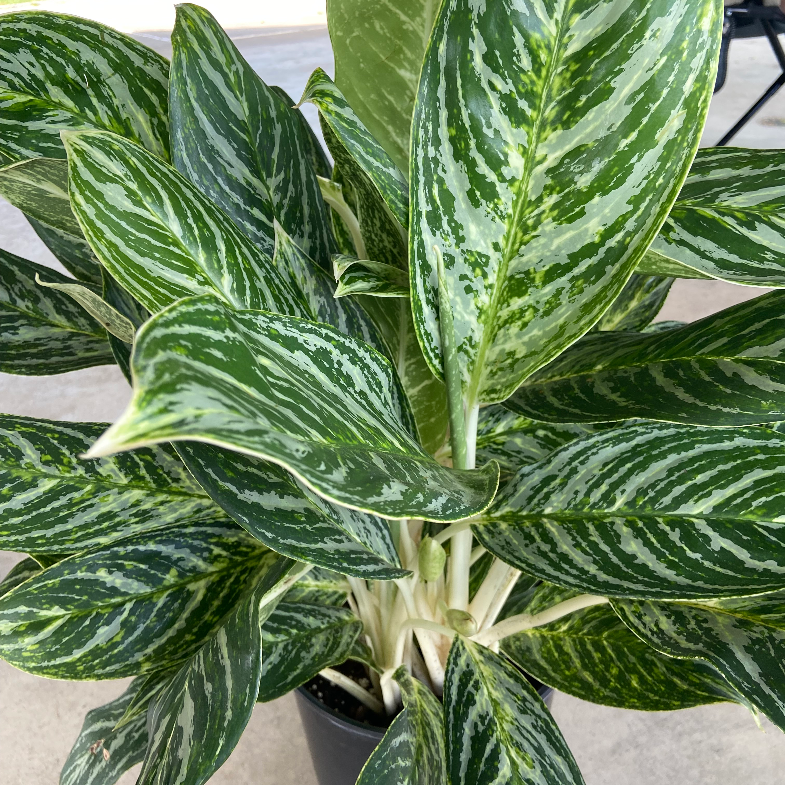 Healthy Chinese Evergreen 'Golden Madonna' with vibrant green variegated leaves.