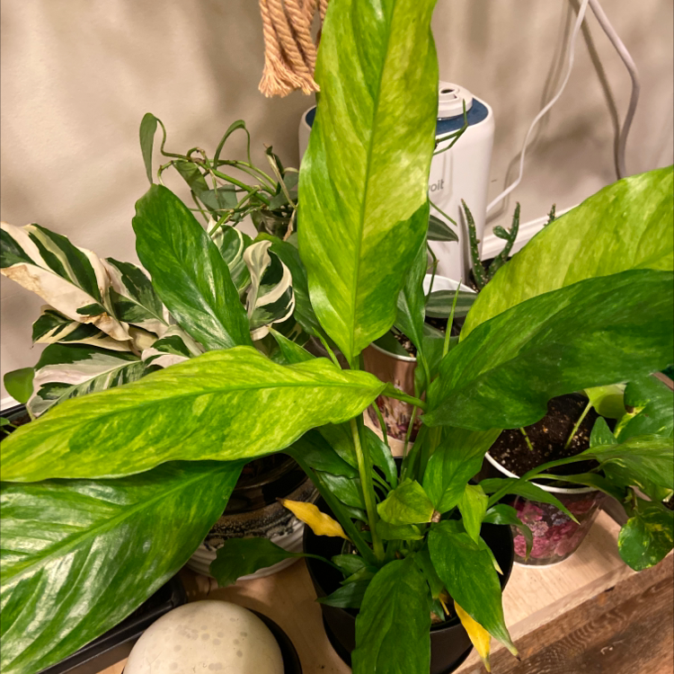 Variegated Peace Lily with green and yellowing leaves in a pot, with other plants in the background.