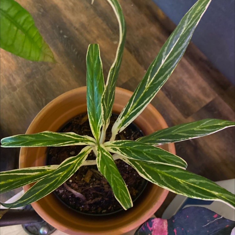Photo of the plant species Crete Aglaonema by @FrolicsomeAgave named Bambi on Greg, the plant care app