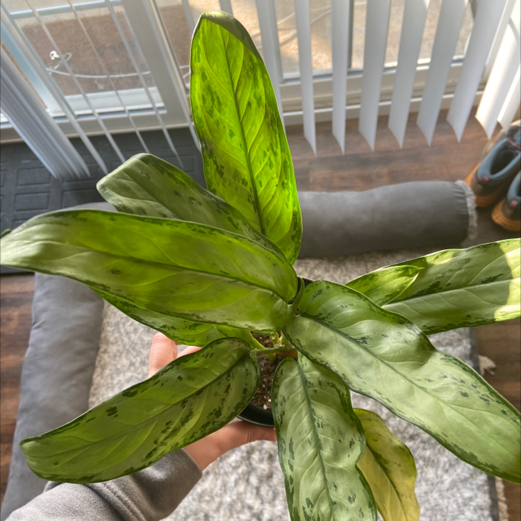 Photo of the plant species Aglaonema 'Treubii' by @FrolicsomeAgave named Jules on Greg, the plant care app