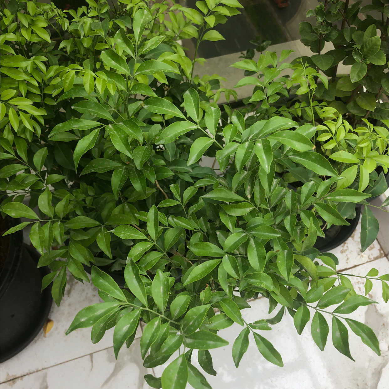 Healthy Mock Orange plant with vibrant green leaves, well-framed and centered.
