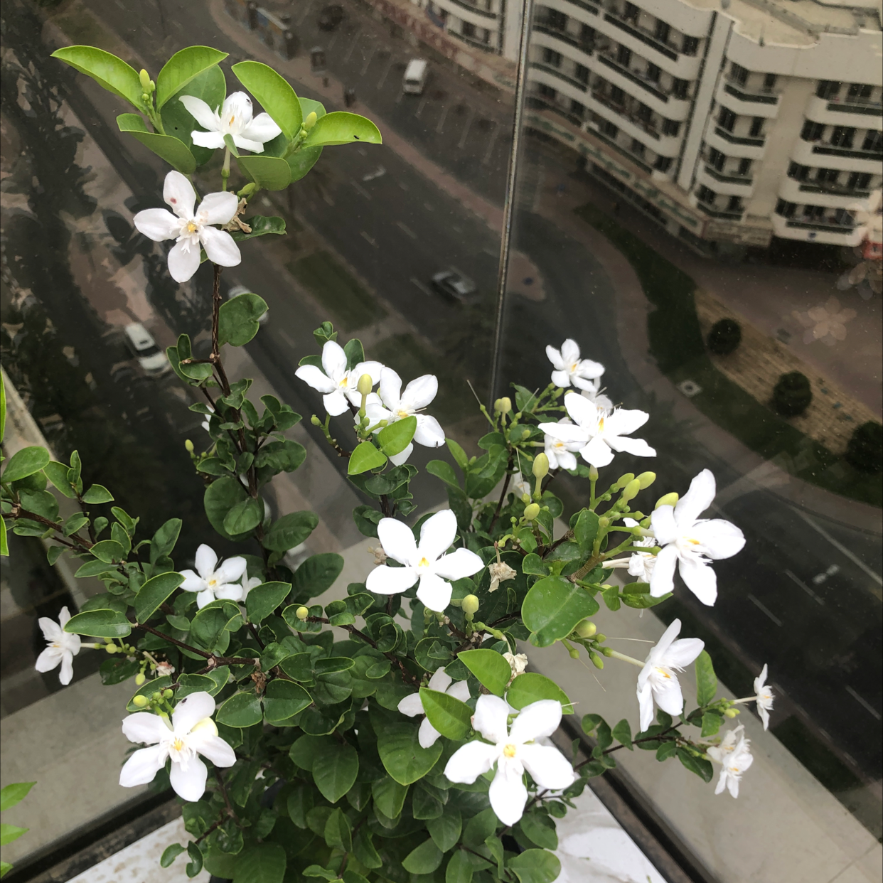 Photo of the plant species Coral Swirl by @ShinyLippia named Your plant on Greg, the plant care app