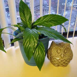 Peace Lily plant in Flint, Michigan