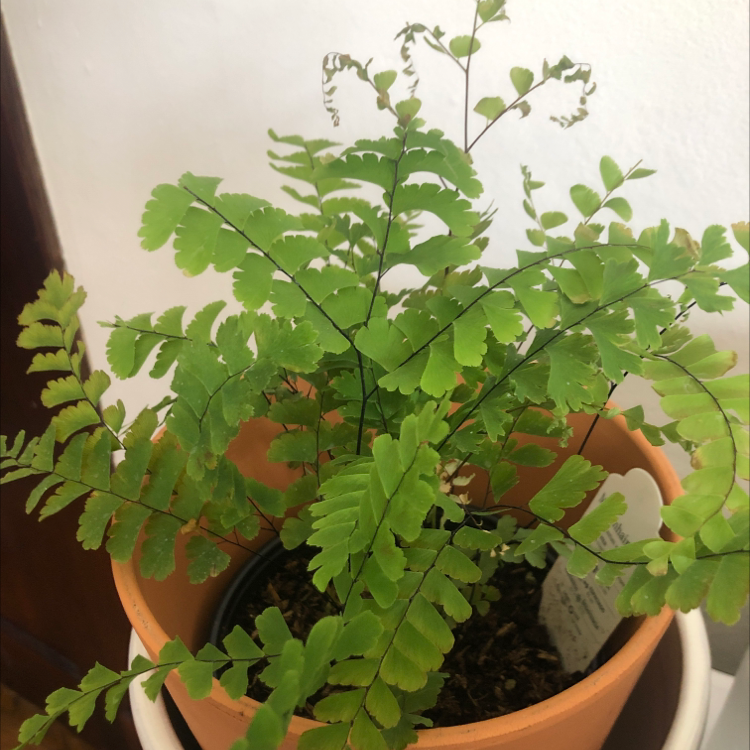 Maidenhair Fern in a terracotta pot with vibrant green leaves.