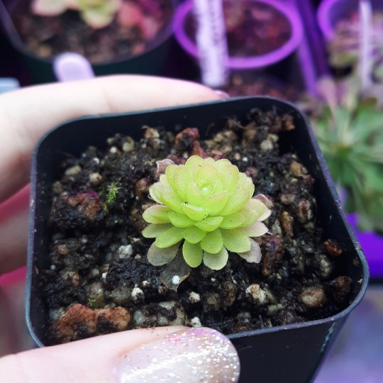 Pinguicula 'Weser' plant photo by @Alecsolace named Ping on Greg, the plant care app.