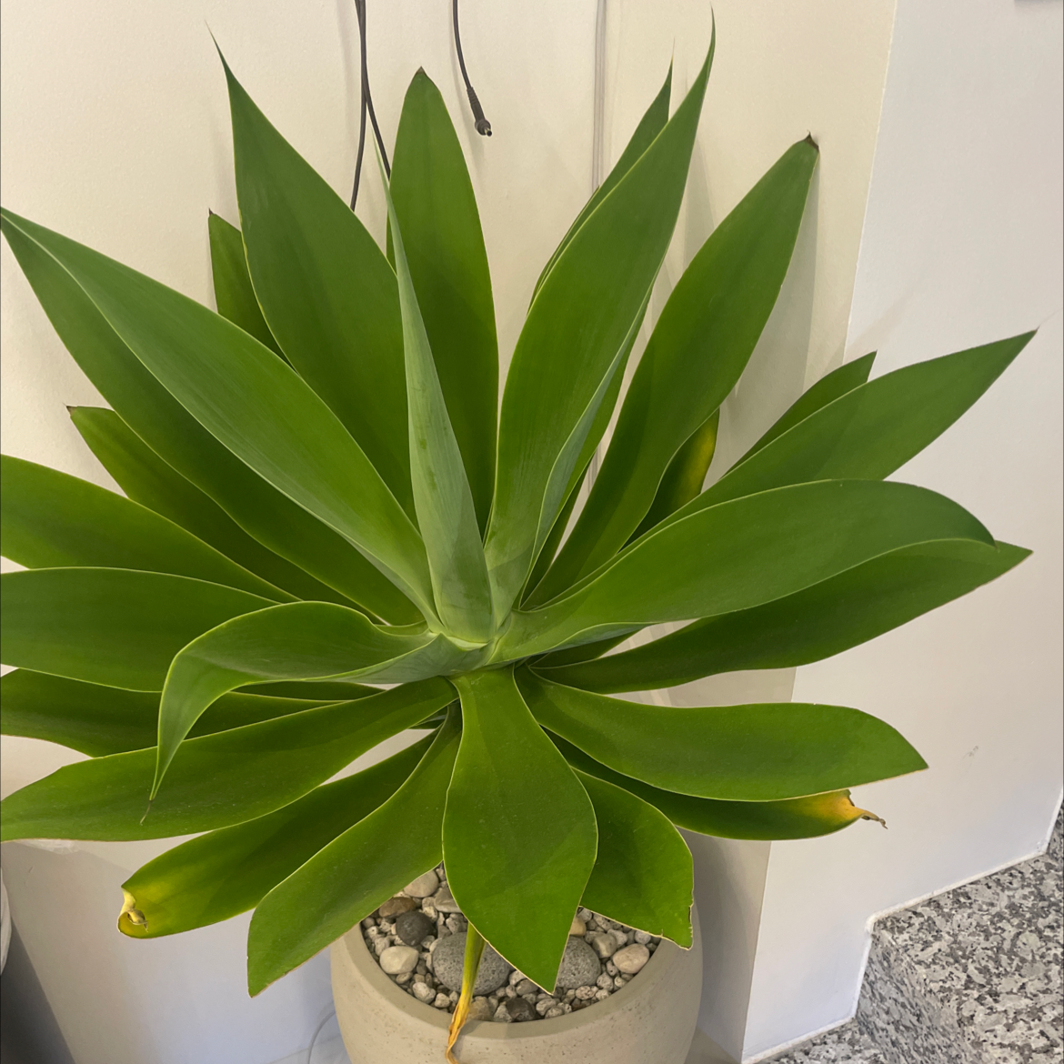 Photo of the plant species Lion's Tail Agave by @tangotom named earl on Greg, the plant care app