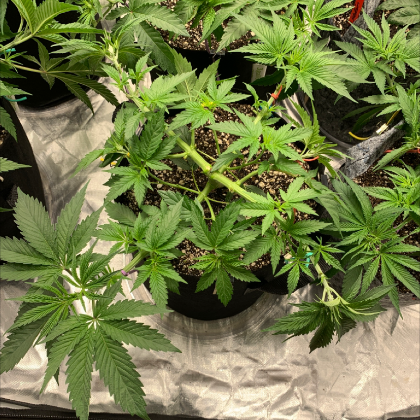 Multiple healthy marijuana plants in pots with visible soil.