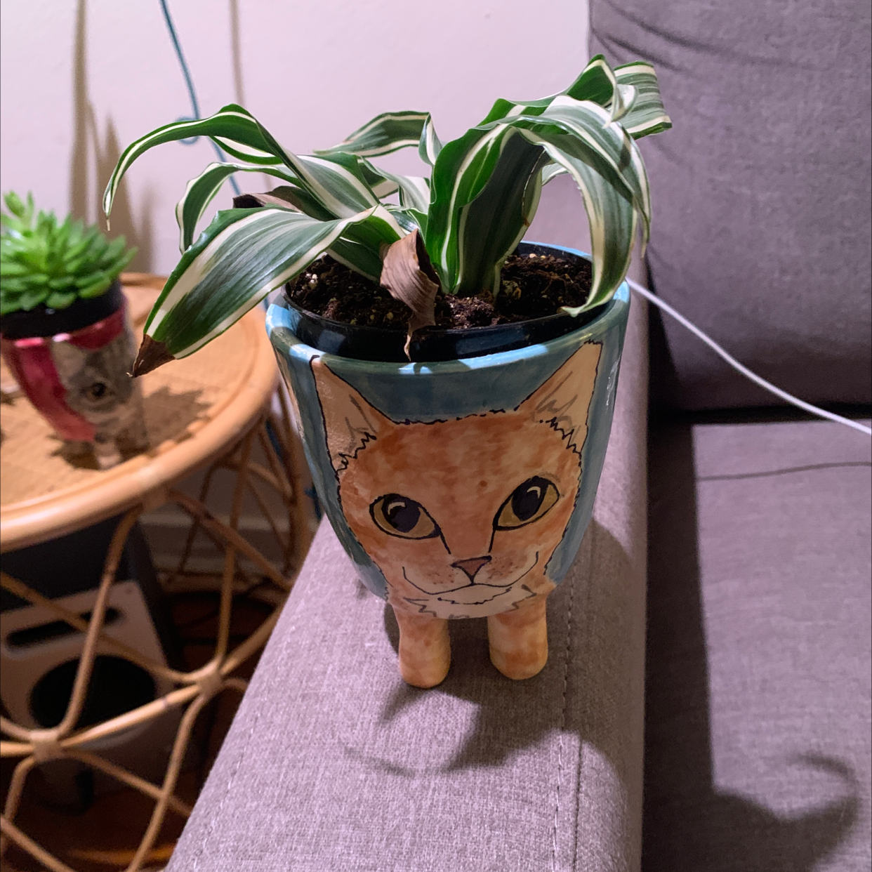 Dracaena 'Warneckii' plant in a decorative cat face pot, placed on a couch.