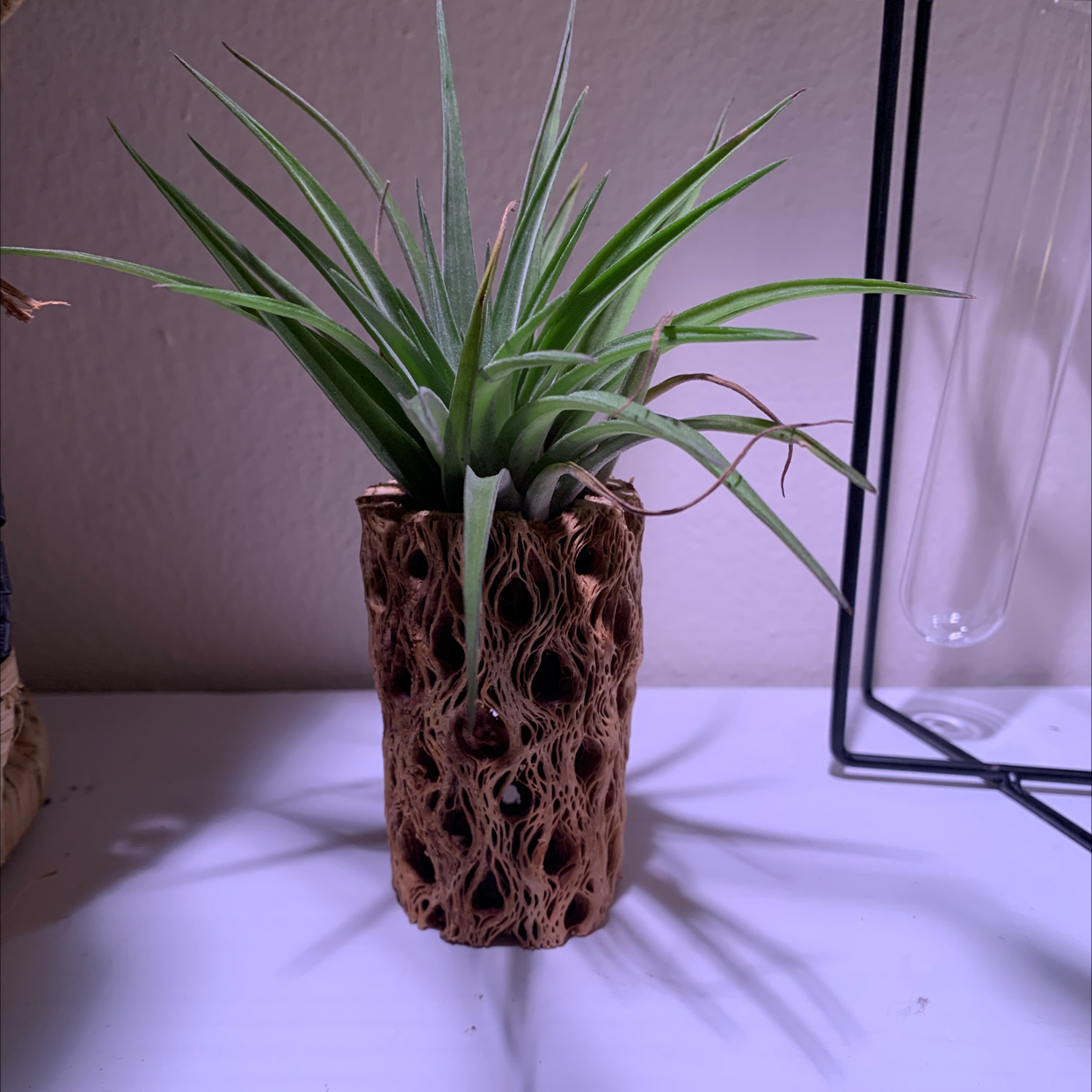 Spreading Airplant in a decorative holder with slight browning at the leaf tips.