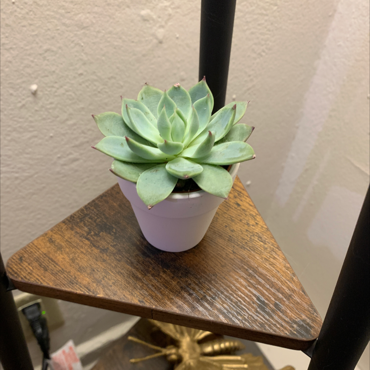 Echeveria chihuahuaensis plant in a white pot on a wooden shelf.