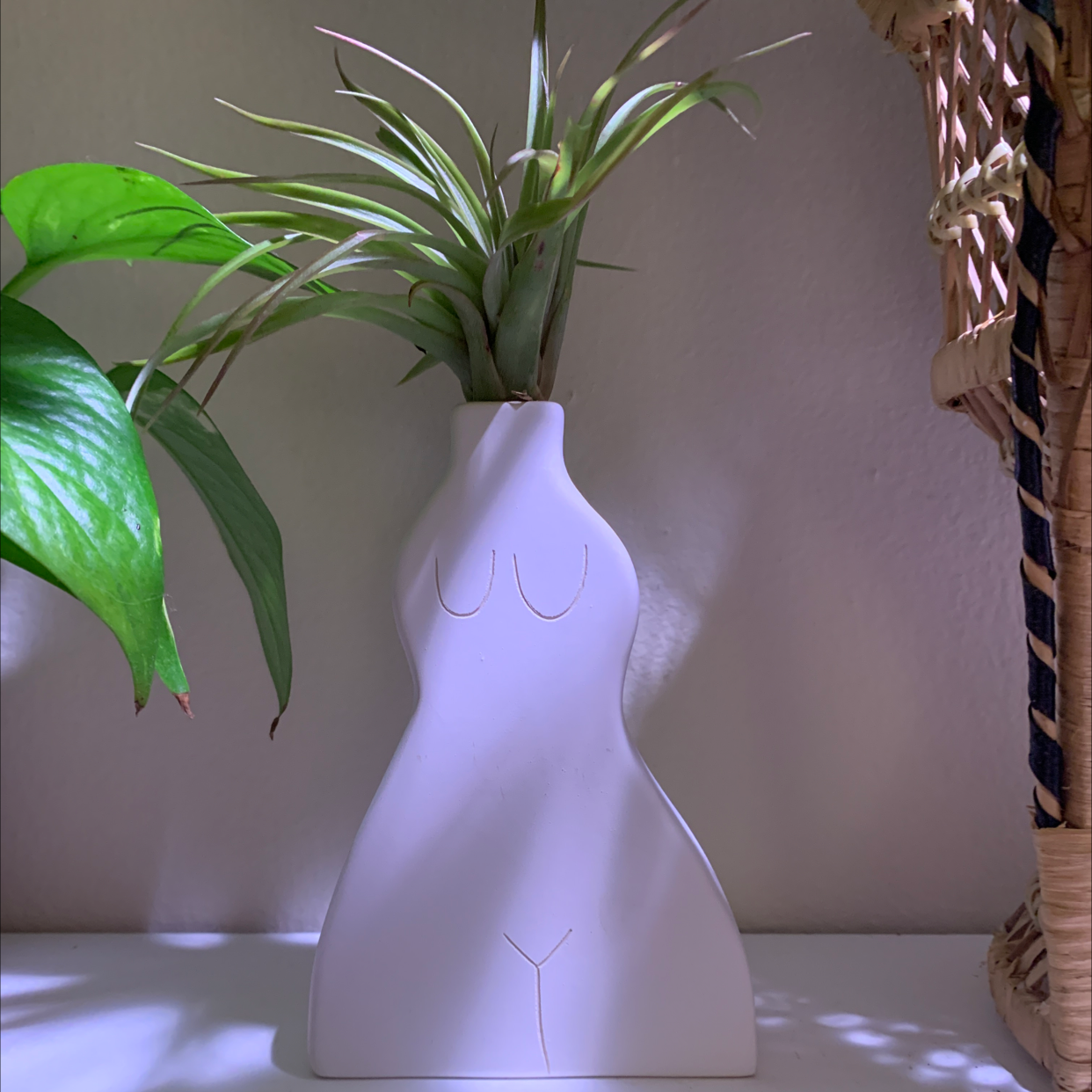Spreading Airplant in a white vase with green leaves, well-lit and healthy.