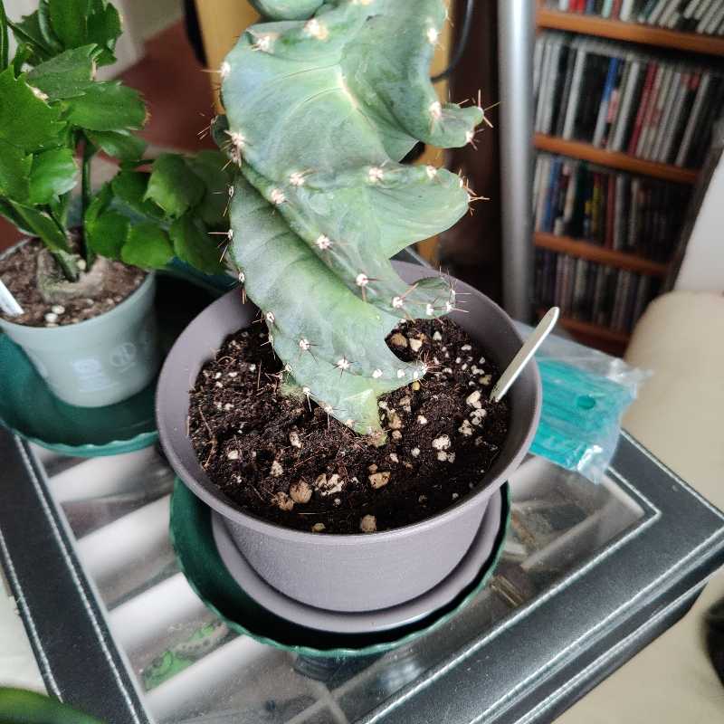 Spiral Cactus in a pot with visible soil, well-framed and in focus.