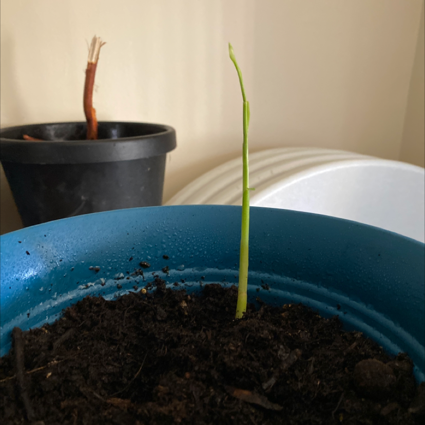 Young ginger root plant in a blue pot with visible soil and another pot in the background.